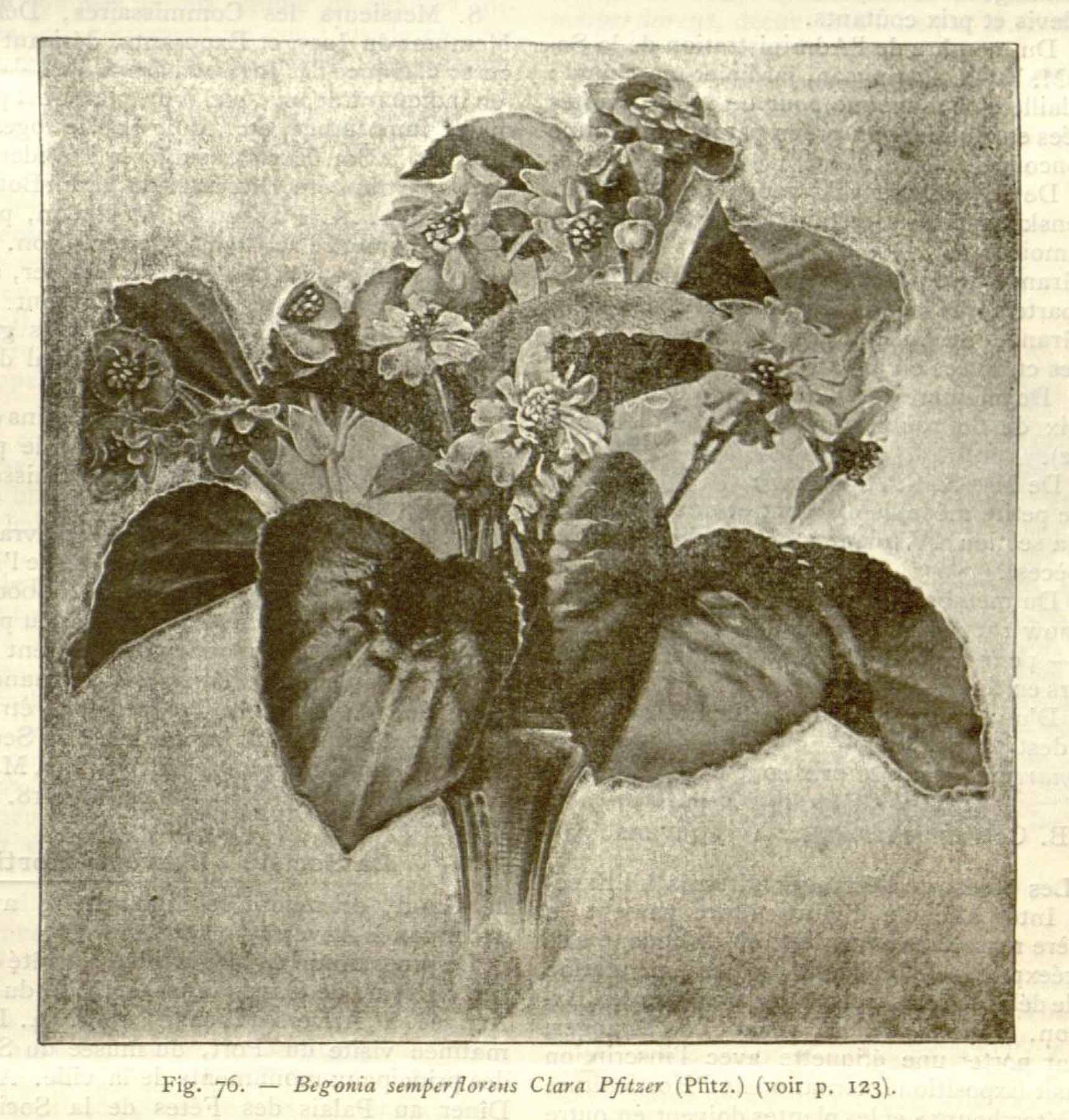 B. ‘Clara Pfitzer’